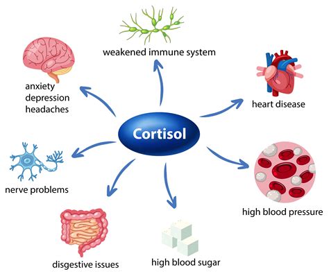 carbs and cortisol